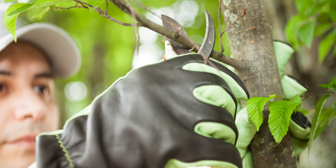 A close-up of a person wearing black and green gardening gloves using pruning shears to cut a small branch from a tree. The person, wearing a baseball cap, is slightly out of focus in the background against bright green leaves.